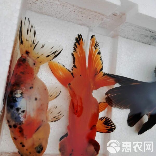 鹤顶红金鱼 龙睛宠物鱼，金鱼，大眼睛鱼，金鱼系列