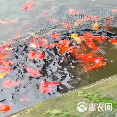 鹤顶红金鱼 龙睛宠物鱼，金鱼，大眼睛鱼，金鱼系列