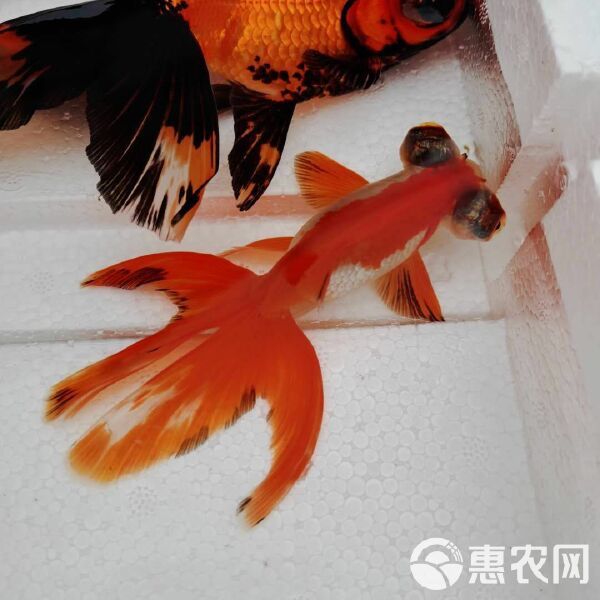 鹤顶红金鱼 龙睛宠物鱼，金鱼，大眼睛鱼，金鱼系列