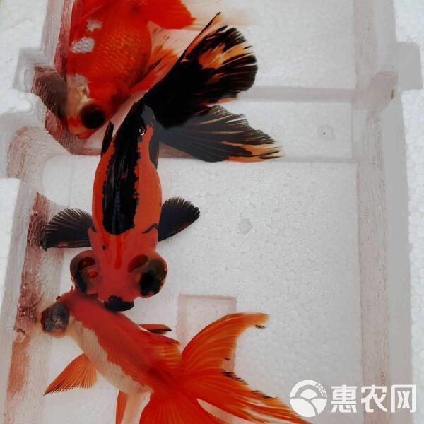 鹤顶红金鱼 龙睛宠物鱼，金鱼，大眼睛鱼，金鱼系列