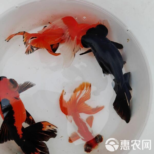 鹤顶红金鱼 龙睛宠物鱼，金鱼，大眼睛鱼，金鱼系列