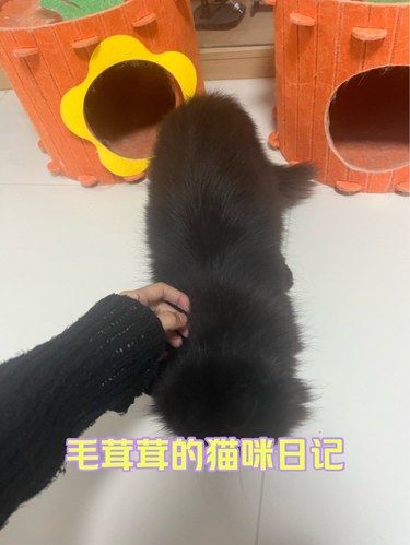 猫咖里的猫怎么这样