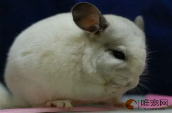 龙猫繁殖能力强吗 为什么很少人养