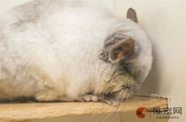 龙猫可以和自己的孩子繁殖吗