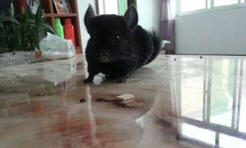 龙猫和猫能一起养吗