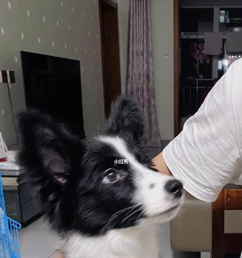 狗狗手术后为何会吃什么就吐（揭秘狗狗手术后的饮食难题）