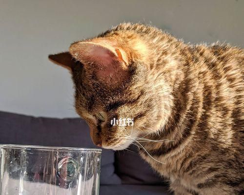 小猫爆瘦的原因及调理方法（以爱喝水为主要表现的宠物营养失衡）