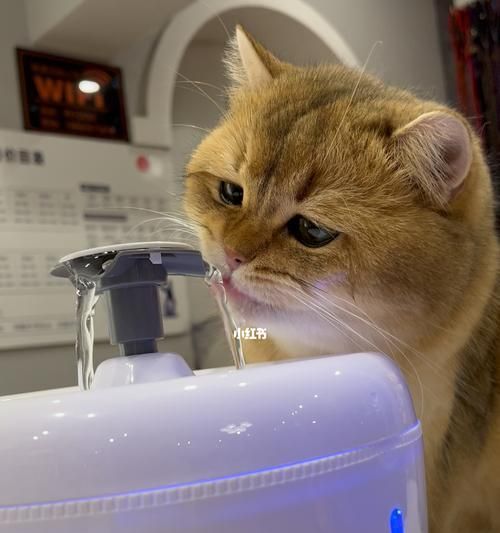 小猫爆瘦的原因及调理方法（以爱喝水为主要表现的宠物营养失衡）