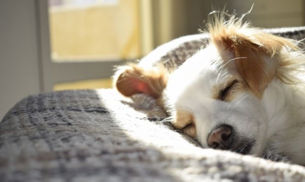 adorable-animal-breed-731022