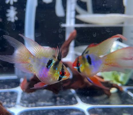 繁殖期元宝凤凰鱼水质管理
