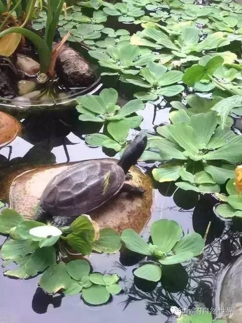 乌龟适合怎样的生活环境