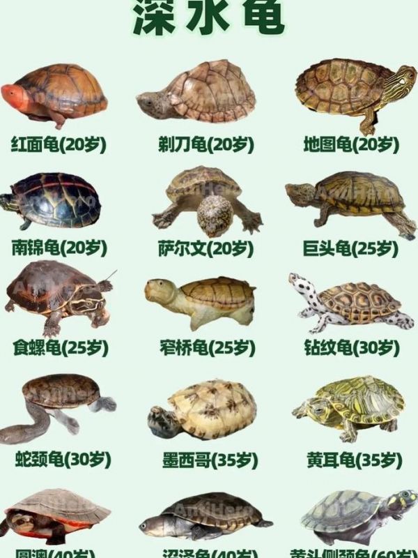 乌龟分类及图片大全（乌龟分类图片加名称）