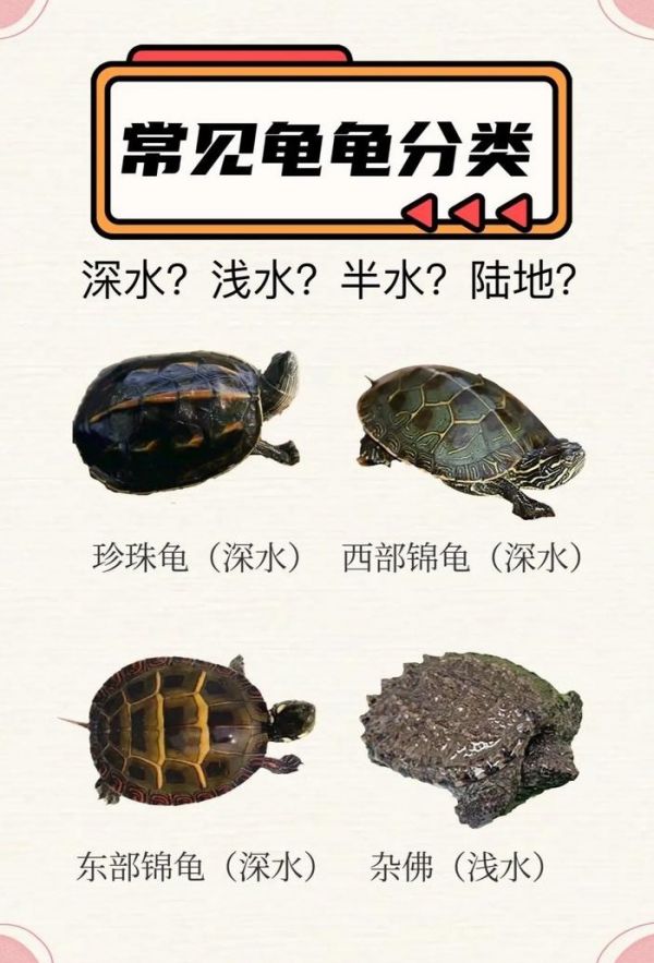 乌龟分类及图片大全（乌龟分类图片加名称）