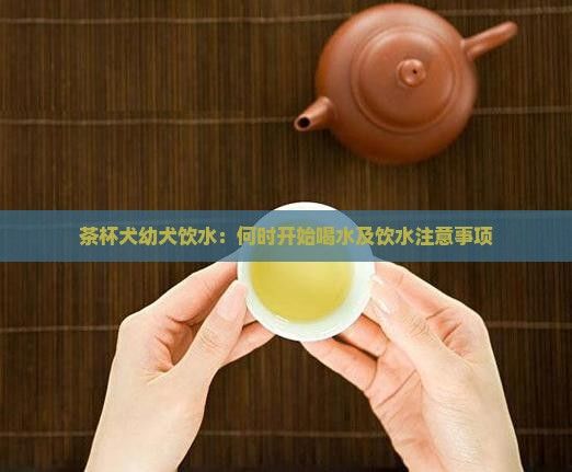 茶杯犬幼犬饮水：何时开始喝水及饮水注意事项
