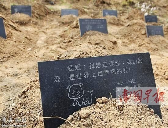 国内一些城市已在尝试建立“宠物公墓”1