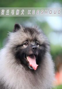夏日宠物健康养护攻略