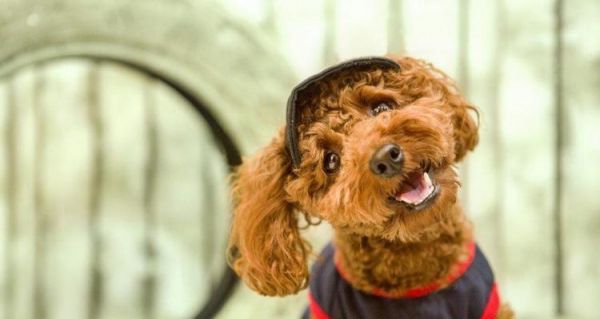 如何养护幼犬（养护幼犬的注意事项）