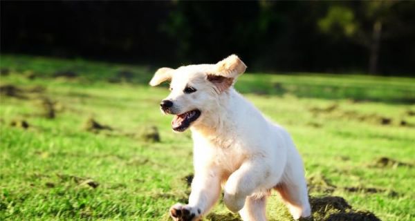 如何养护幼犬（养护幼犬的注意事项）