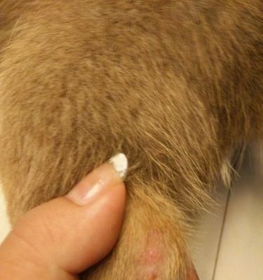 探究宠物狗狗虱子的形成过程（从生存环境到繁殖生长）