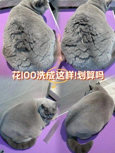 宠物店居然把我的蓝胖子洗成这样❗️❗️