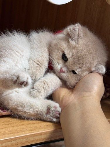 这也太温柔了吧