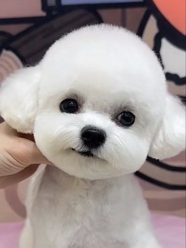 成果图暴击！！路人追着问哪家做的