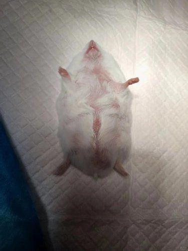 仓鼠手指肿了。。。