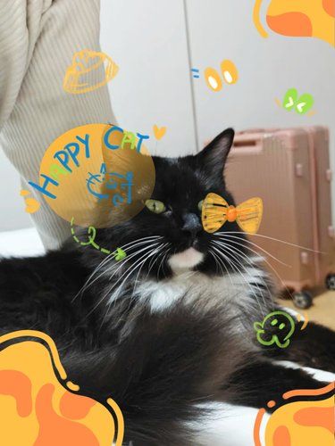 猫科就诊好去处，异宠也能放心托 