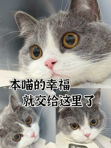 固安毛孩子太幸福啦！