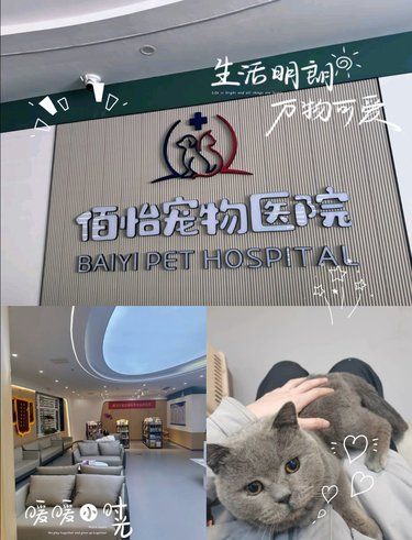 带着毛孩子去医院的一天