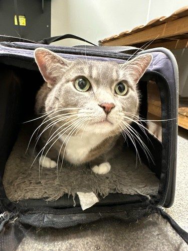 ✨猫咪看病黑科技！守护全宠健康の宝藏医院