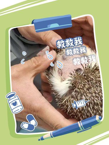 小手一抖，萌宠出笼