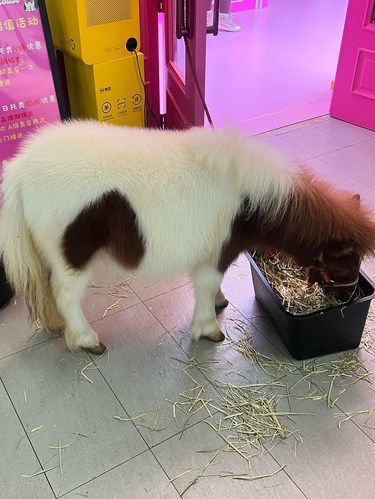 三里屯惊现小马宝莉❗️