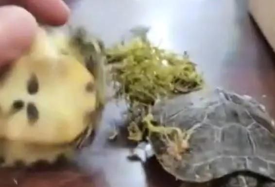 安全快递宠物龟攻略