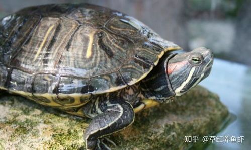 安全快递宠物龟攻略