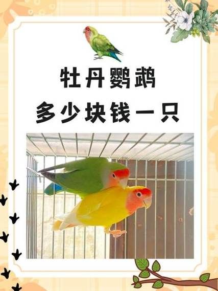 多少元一只小鸟