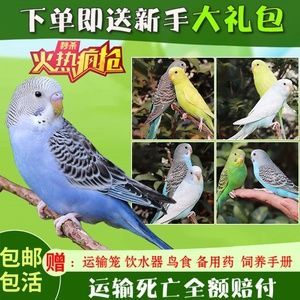 宠物鸟交易（宠物鸟交易平台哪个好）