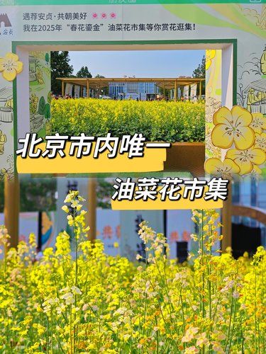 北京市内独一份免费油菜花市集！逛美了