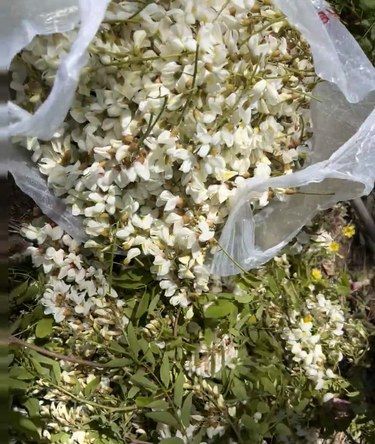 北京挖野菜正当时