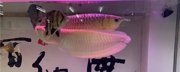 龙鱼混养鱼最佳搭配是什么（龙鱼混养食物选择指南龙鱼混养鱼缸布置建议龙鱼混养疾病预防措施）