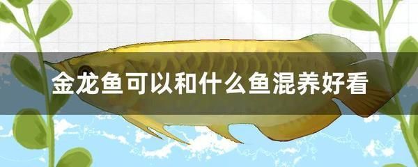龙鱼混养鱼最佳搭配是什么（龙鱼混养食物选择指南龙鱼混养鱼缸布置建议龙鱼混养疾病预防措施）
