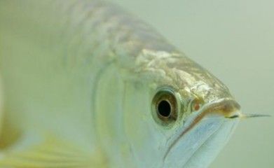 龙鱼混养鱼最佳搭配是什么（龙鱼混养食物选择指南龙鱼混养鱼缸布置建议龙鱼混养疾病预防措施）