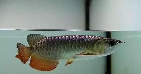 金龙鱼鱼缸要求多高（金龙鱼鱼缸布置注意事项金龙鱼鱼缸高度的具体要求）