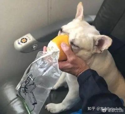 金三间鱼繁殖容器布置指南（金三间鱼繁殖后护理要点，金鱼繁殖用鱼巢制作教程）