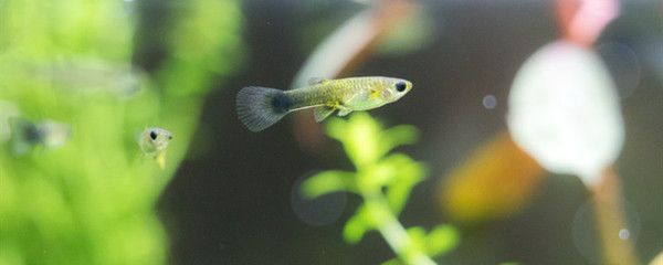 金三间鱼繁殖容器布置指南（金三间鱼繁殖后护理要点，金鱼繁殖用鱼巢制作教程）