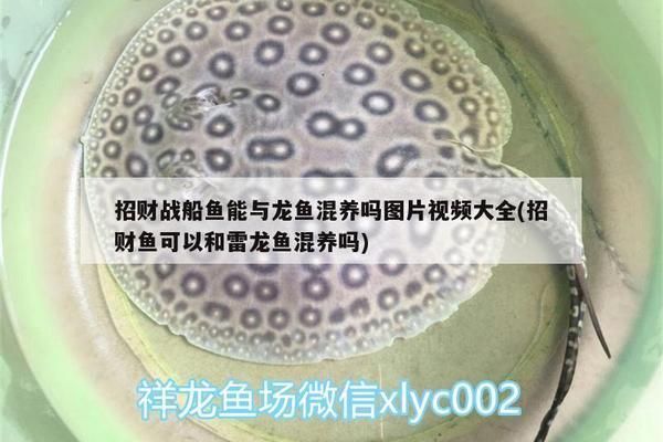 招财战船鱼繁殖容器布置指南（招财战船鱼的繁殖容器尺寸）