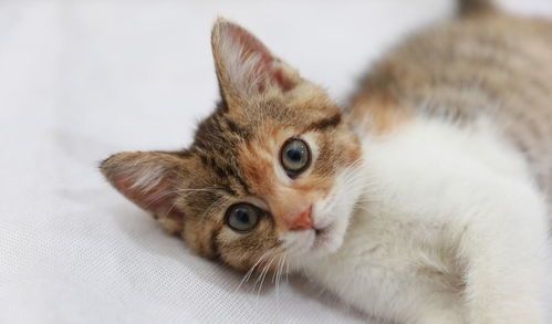 宠物猫选择与养护指南