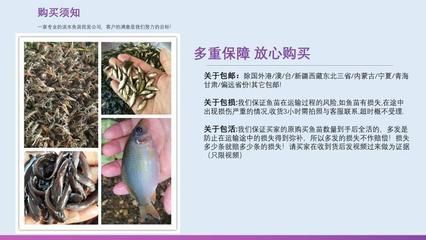 蝴蝶鲤鱼苗常见遗传疾病（蝴蝶鲤烂尾烂鳍的急救措施）