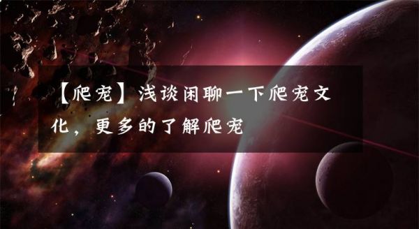 【爬宠】浅谈闲聊一下爬宠文化，更多的了解爬宠文章配图