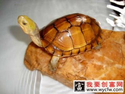 黄喉拟水龟如何区分南种和北种